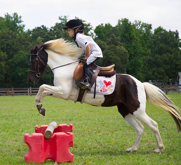 5 Foolproof Equine Training Tips for New Horse Owners